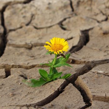 How Are You Cultivating Resilience in Your Life